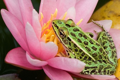 photo of frog