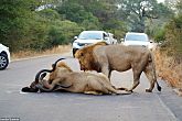 What Two Lions Did Left These Tourists Speechless