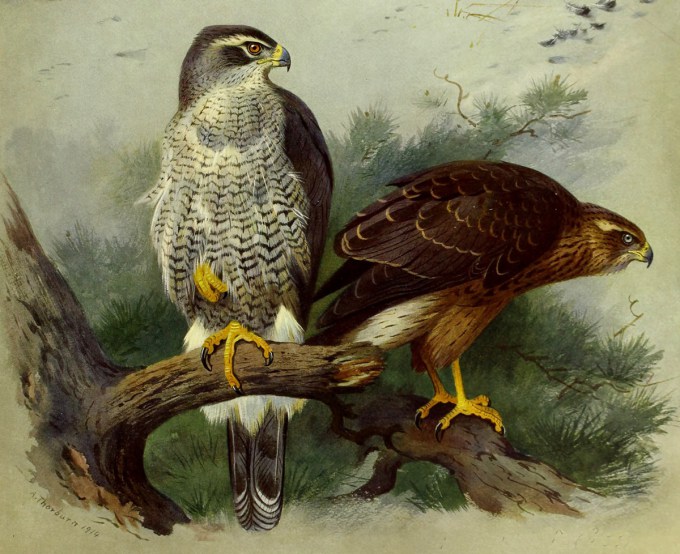 British goshawk by Archibald Thorburn, 1915 (public domain)