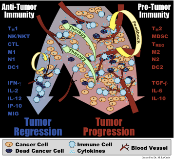 Tumor Immunity