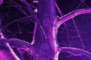 [Tree reflecting Christmas lights after freezing rain]