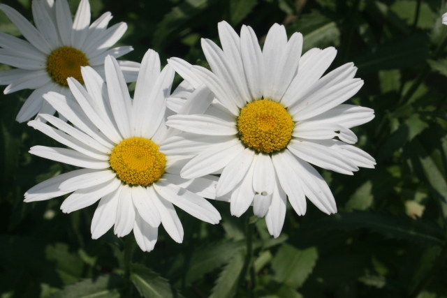 Shasta Daisys: closeup
