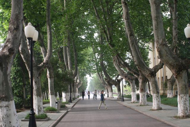 Beautiful trees lined the streets of NUAA campus.